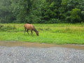 Elk Picture