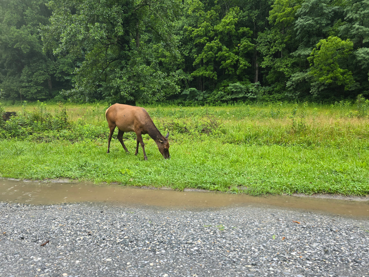 Elk Picture